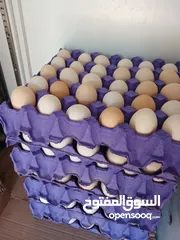  15 بيض بلدي طبيعي العين ابو ظبي 