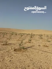  9 عشره دنمات للبيع