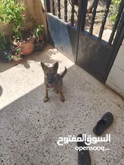  10 اكلاب للبيع جولدن وا مالينو