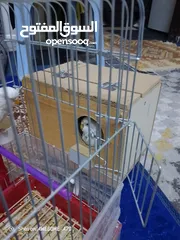  3 ما شاء الله تبارك الرحمن جوز حب الفحل الابيض البينو والانثاي تكساس
