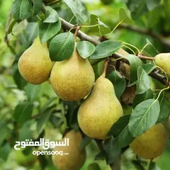  15 جميع انواع الاشجار  وفريق لصيانة وتنسيق جميع الحدائق والأشجار
