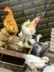  5 بيض بلدي بيتي طازج / organic daily fresh eggs