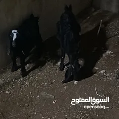  1 سخله وجدي البيع اخوان بطن وحد العمر 4 شهور صحه ونضافه