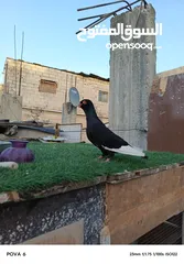  2 جوز مسويد سعر حرق شغال على الكفالة 07800696998