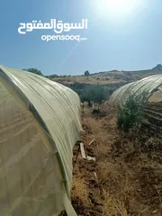  3 بيت بلاستيك