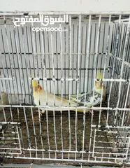  2 عصافير كوكتيل