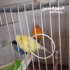  3 جوز كناري للبيع