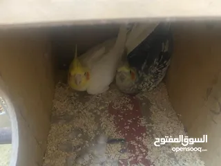  7 جوز كوكتيل على وجه بيض اغلب وقتهم بلكوخ