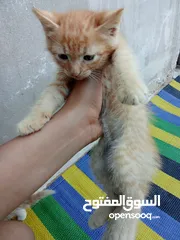  4 سلام عليكم قطط لليبع