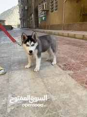  5 جرو هاسكي سيبيري 3 شهور