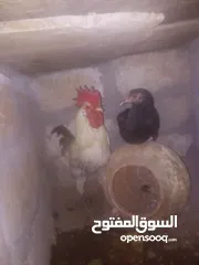  1 جاج بلدي ومزرعة للبيع تواصل لتعرف السعر المطلوب صلوا على النبي يا اخوان   العدد  7. بسعر مناسب وجيد