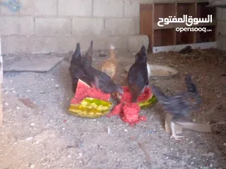  2 فرخات للبيع