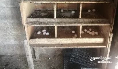  1 بيض بلدي اقفاص طيور مينا