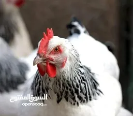  2 بيض دجاج ساكسو الانجليزي البياض البزرهالاصليه