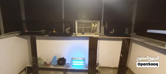  6 طيور كوكتيل بسعر مناسب التفاصيل في الوصف