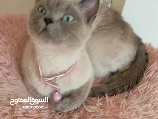  16 كتن كتنز بيبي  قطه شيرازي و قط شنشيلا ابيض ناصع و عيون زرق و قط و قطه يا   شبه تبني للتبني بسعر رمزي