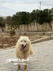  4 كلب هاسكي اصلي الحجم الكبير