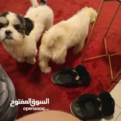  2 كلاب للتبني