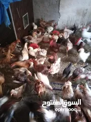  2 دجاج للبيع  نخب واتس اب الحصن 40فرخه العمر5شهورونص