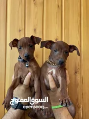  5 “للذوّاق فقط – Mini Pinscher بيور راقٍ ونادر