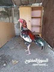  2 ديك باكستاني