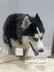  7 كلب هاسكي للبيع