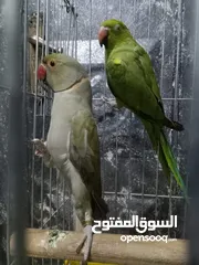  2 ببغاء دره هندي