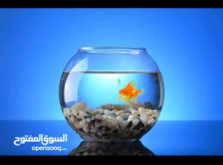  1 حوض سمك كبير او صغير او وسط على اختياركوا