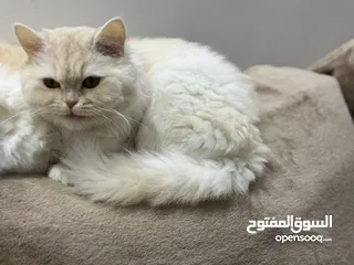  1 قطط للتبني