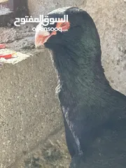  6 مسود اسود للبيع
