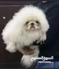  1 بيكنواه شيتزو pug bulldog poodle chow Pomeranian shihtzu