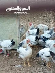  3 دجاج سايكس إنجليزي