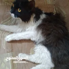  1 قطه ذكر نوع بيرشن اليف ترب