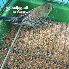  14 بسمله الرحمان الرحيم زوج تحتيهن ثلث فراخ   ويجي معهن ثلاثت أناث واحد ذكر بصلاة على النبي
