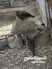  3 شنه باكستانيات زوج للبيع