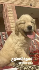  17 للبيع جولدن ريتريڤر for Sale Golden Retriever