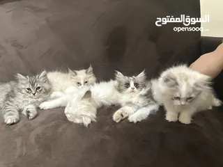  3 5 قطط شيرازي