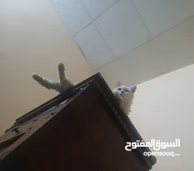  1 قطط شيرازيه  . بركاء