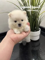  1 Pure Pomeranian