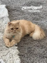  1 Persian Shirazi Cat Male