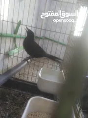  2 انثا شحرور البيع موجود بل رصيفه خلف مستشفى فيصل