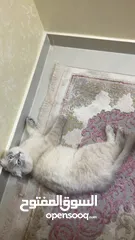  2 قطة هملايا مكس سكوتش فولد للبيع