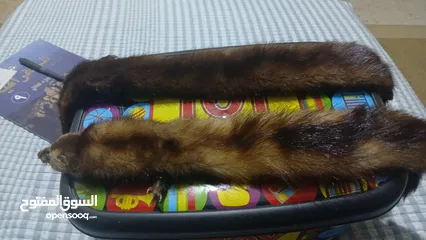  6 حيوان mink محنط الحيوان نادر