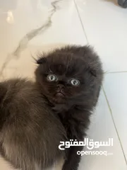 4 كيتن "قطط" سكوتش فولد وسكوتش ستريت وهميلايا للبيع