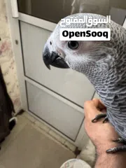  3 كاسيكو سوبر جامبو 5 شهور