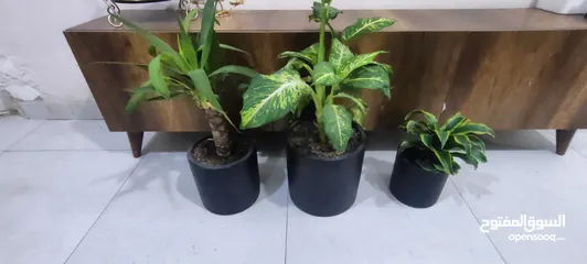  2 نباتات ظليات