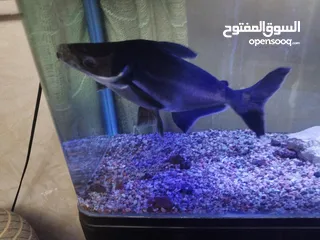  3 سمكة القرش الأزرق Blue Shark