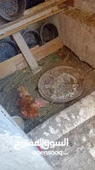  1 8جاجات وديك للبيع