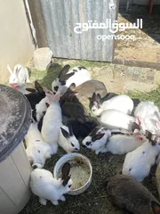  29 أرانب بصحة فوق الممتازه و مأكل ومشرب من افضل ما يكون مختلفة الأنواع و الأحجام والأعمار للبيع حصرا