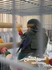  5 بيع طير اللوف بيرد-lovebird - طير الحب - لون أخضر - لطيف و أليف جدا -